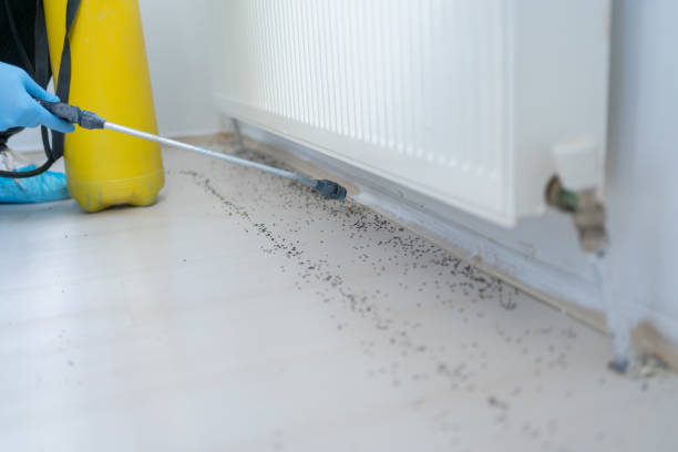 Best Termite Control Services  in Mcgregor, FL
